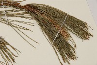 臺灣二葉松藏品圖，第4張