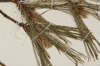 臺灣二葉松藏品圖，第5張