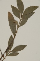 竹柏藏品圖，第3張