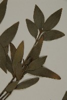 竹柏藏品圖，第4張