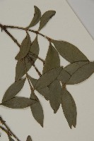 竹柏藏品圖，第5張