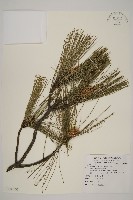 臺灣二葉松藏品圖，第4張