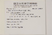 臺灣二葉松藏品圖，第5張