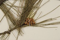 臺灣二葉松藏品圖，第6張