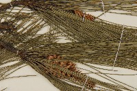 臺灣二葉松藏品圖，第7張