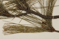 臺灣二葉松藏品圖，第8張