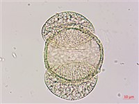 臺灣二葉松藏品圖，第1張