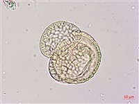 臺灣二葉松藏品圖，第3張