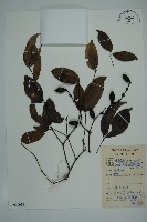 小葉買麻藤藏品圖，第1張