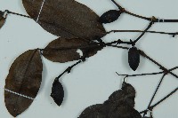 小葉買麻藤藏品圖，第3張