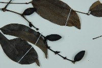 小葉買麻藤藏品圖，第4張