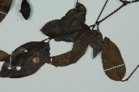 小葉買麻藤藏品圖，第5張