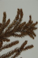 柳杉藏品圖，第3張