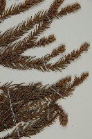 柳杉藏品圖，第4張