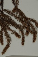 柳杉藏品圖，第5張