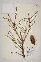 臺灣雲杉藏品圖，第1張