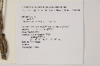 臺灣雲杉藏品圖，第2張