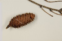 臺灣雲杉藏品圖，第3張