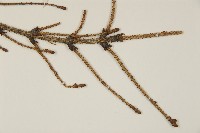 臺灣雲杉藏品圖，第4張