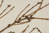 臺灣雲杉藏品圖，第5張