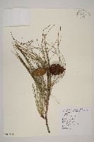 臺灣二葉松藏品圖，第1張