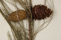 臺灣二葉松藏品圖，第3張