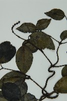 小葉買麻藤藏品圖，第3張