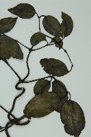 小葉買麻藤藏品圖，第5張