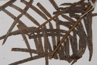 三尖杉藏品圖，第4張