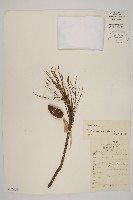 馬尾松藏品圖，第1張