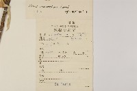 馬尾松藏品圖，第2張