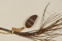 馬尾松藏品圖，第3張