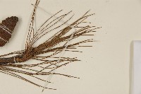 馬尾松藏品圖，第4張