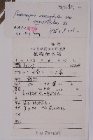 狹葉羅漢松藏品圖，第2張