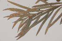 狹葉羅漢松藏品圖，第3張