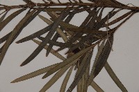 狹葉羅漢松藏品圖，第4張