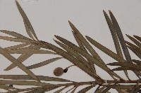 狹葉羅漢松藏品圖，第5張