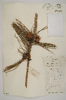 油松藏品圖，第1張