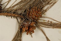 油松藏品圖，第3張