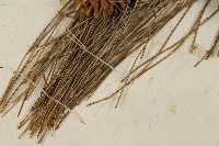 油松藏品圖，第4張