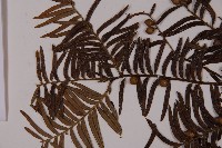 登錄號:G000941藏品圖，第4張