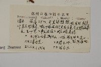 白豆杉藏品圖，第2張