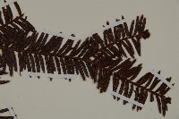 白豆杉藏品圖，第4張