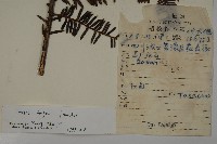 巴山榧樹藏品圖，第2張