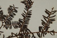 巴山榧樹藏品圖，第3張