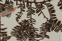 巴山榧樹藏品圖，第4張