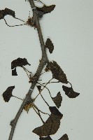 銀杏藏品圖，第4張