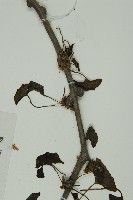 銀杏藏品圖，第5張