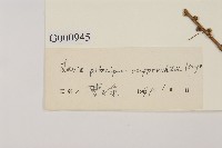 華北落葉松藏品圖，第2張