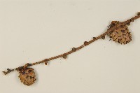 華北落葉松藏品圖，第3張